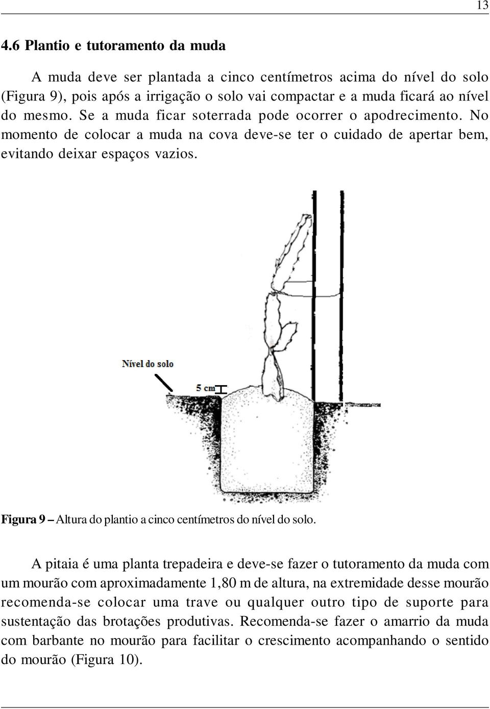 Figura 9 Altura do plantio a cinco centímetros do nível do solo.