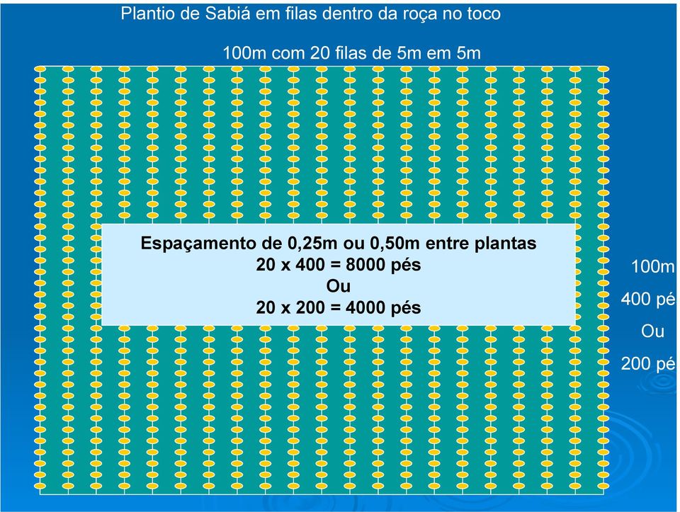 de 0,25m ou 0,50m entre plantas 20 x 400 = 8000