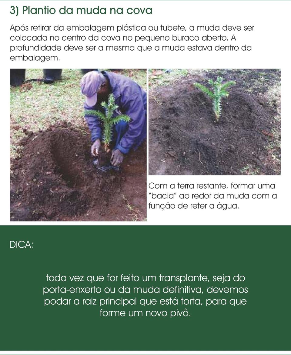 Com a terra restante, formar uma bacia ao redor da muda com a função de reter a água.