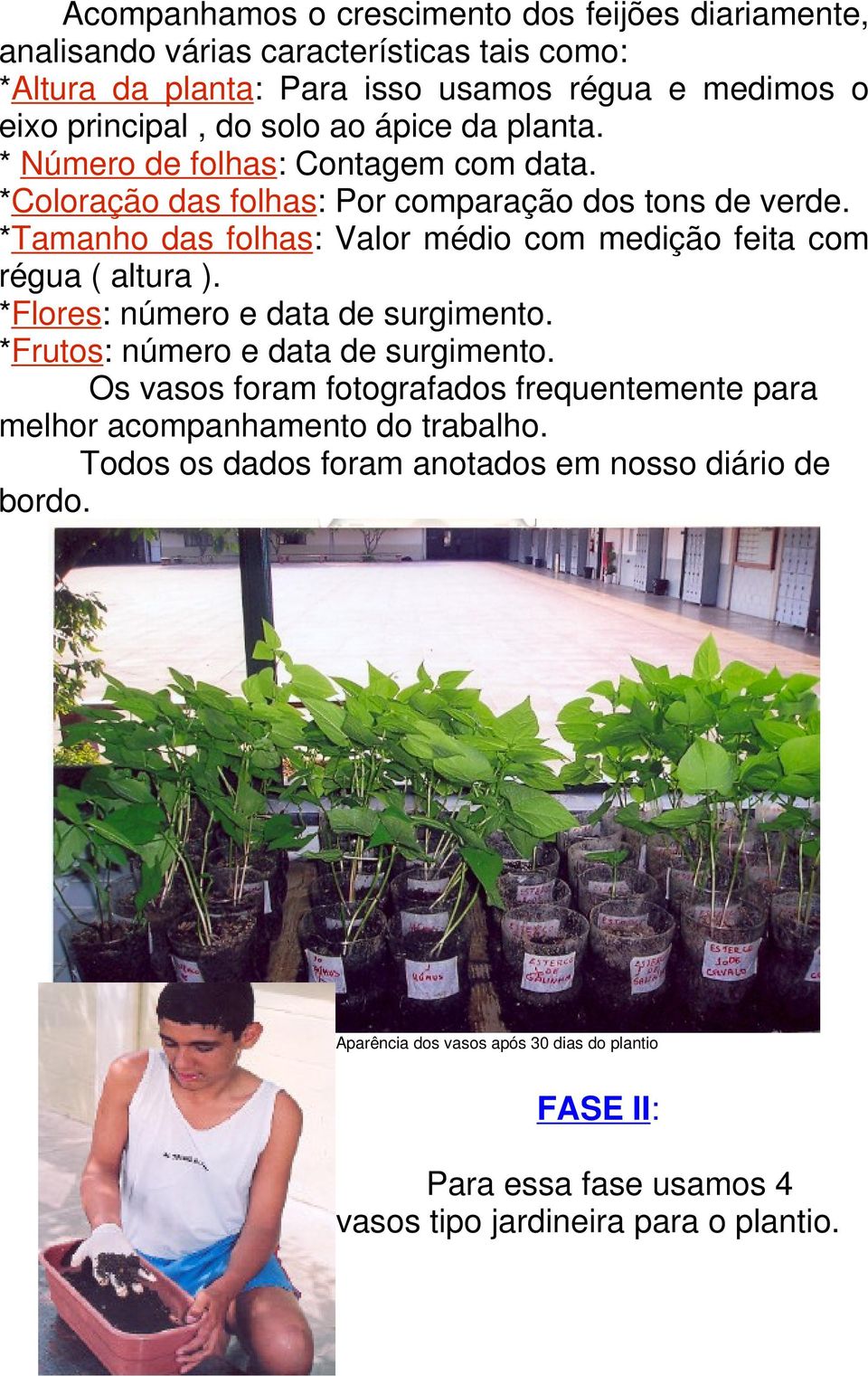 *Tamanho das folhas: Valor médio com medição feita com régua ( altura ). *Flores: número e data de surgimento. *Frutos: número e data de surgimento.