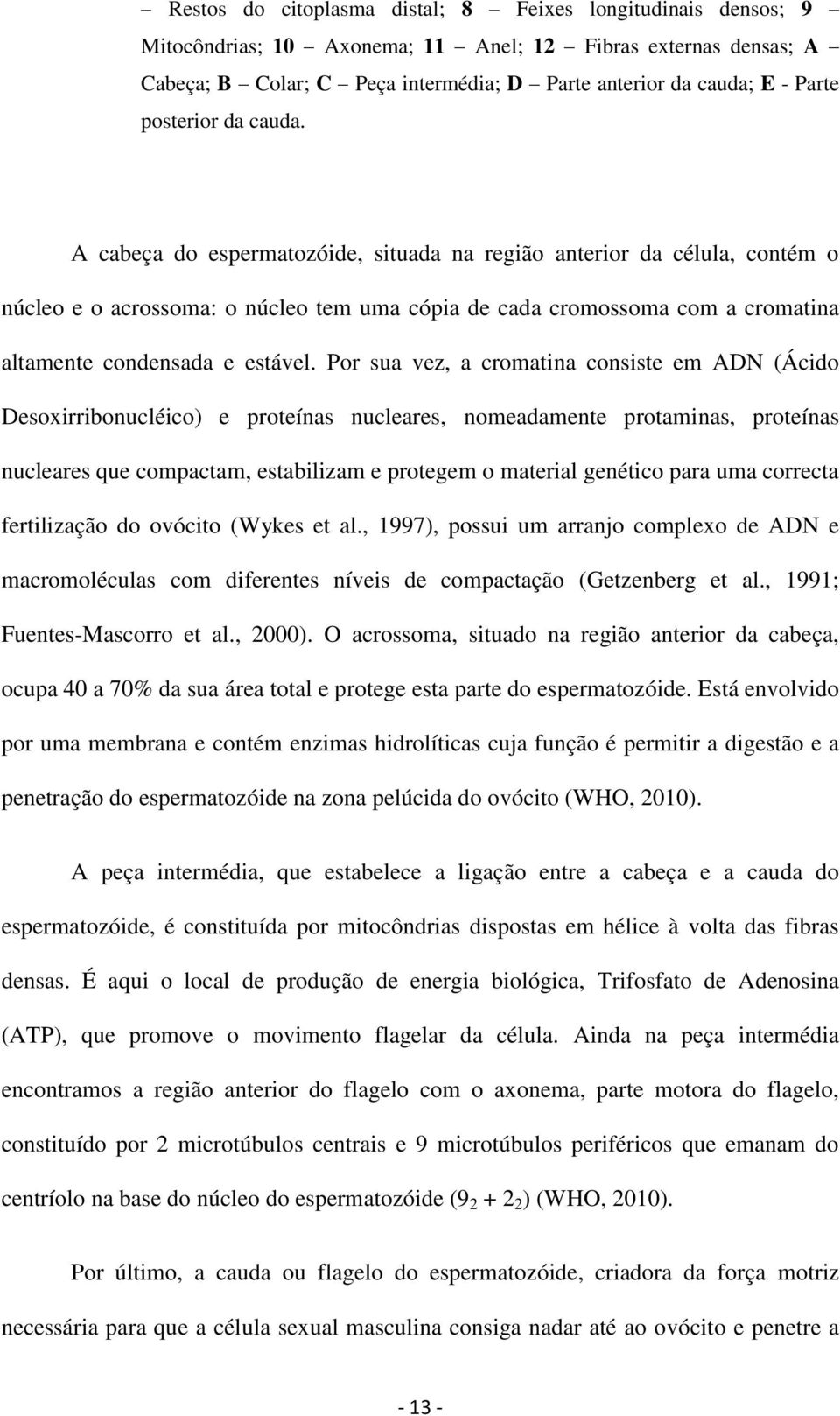 A cabeça do espermatozóide, situada na região anterior da célula, contém o núcleo e o acrossoma: o núcleo tem uma cópia de cada cromossoma com a cromatina altamente condensada e estável.