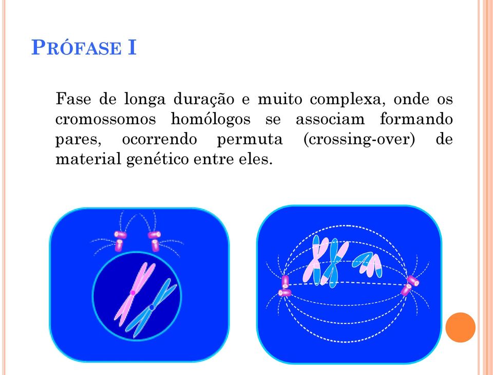 associam formando pares, ocorrendo permuta