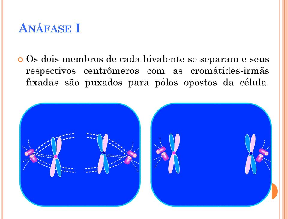 centrômeros com as cromátides-irmãs