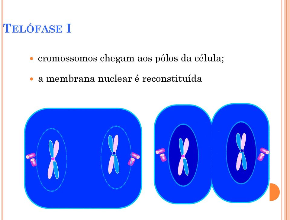 aos pólos da célula;