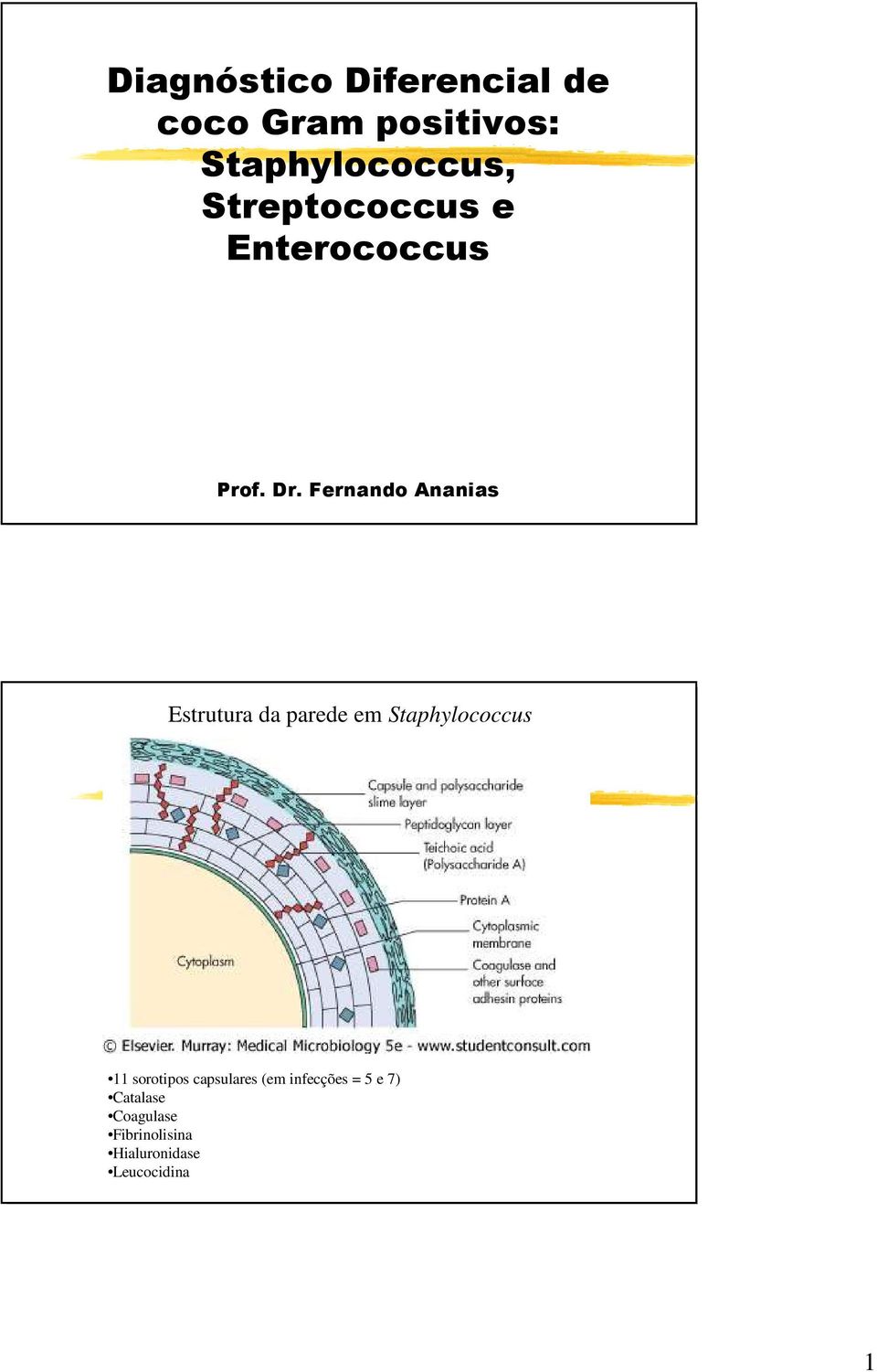 Fernando Ananias Estrutura da parede em Staphylococcus 11