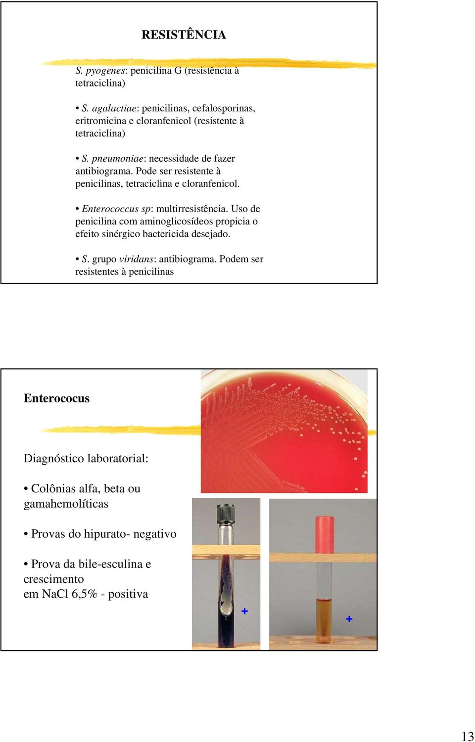 Pode ser resistente à penicilinas, tetraciclina e cloranfenicol. Enterococcus sp: multirresistência.