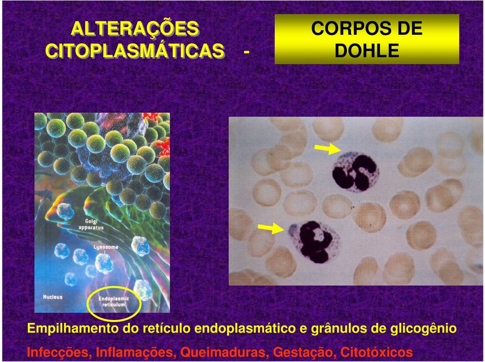 endoplasmático e grânulos de glicogênio