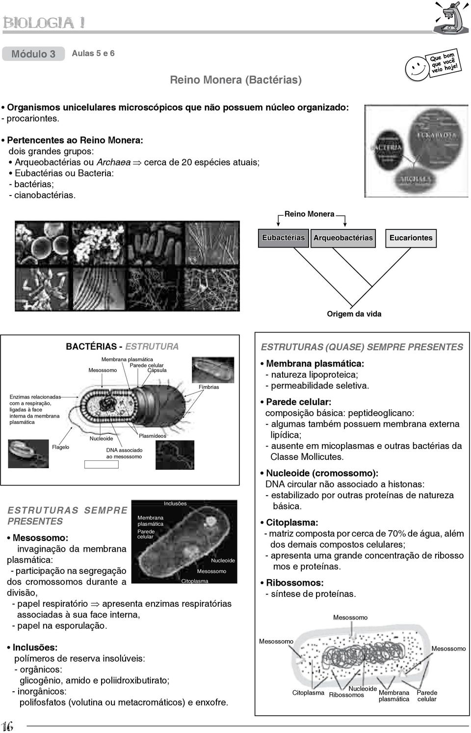 Reino Monera Origem da vida Enzimas relacionadas com a respiração, ligadas à face interna da membrana plasmática Flagelo BACTÉRIAS - ESTRUTURA Membrana plasmática Parede celular Mesossomo Cápsula