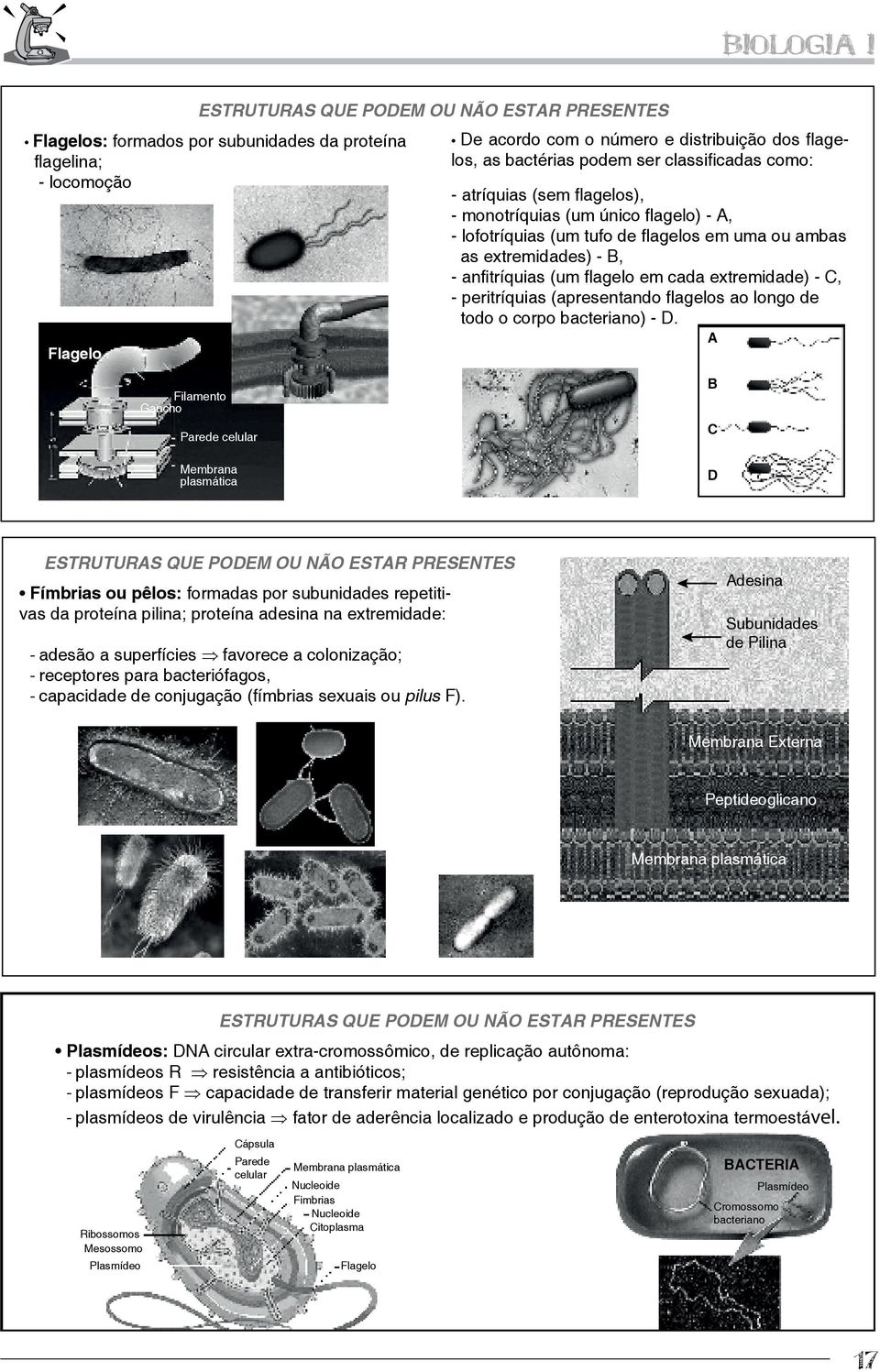 extremidade) - C, - peritríquias (apresentando flagelos ao longo de todo o corpo bacteriano) - D.