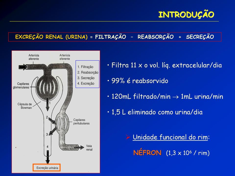 extracelular/dia 99% é reabsorvido 120mL filtrado/min 1mL