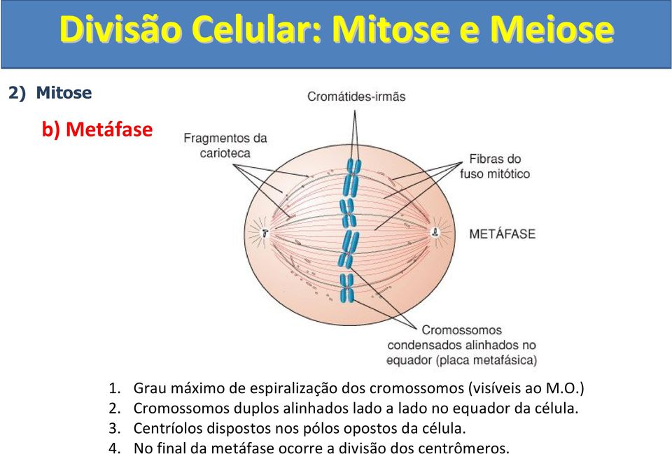 Cromossomos duplos alinhados lado a lado no equador da célula. 3.