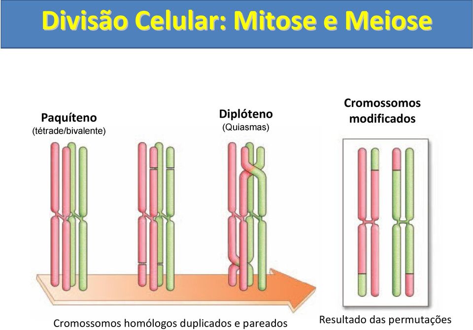 modificados Cromossomos homólogos