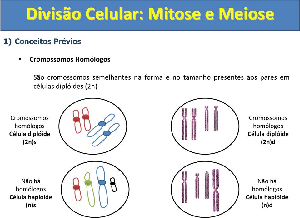 Cromossomos homólogos Célula diplóide (2n)s Cromossomos homólogos Célula