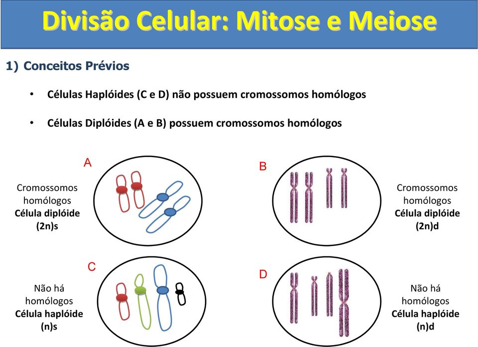 Cromossomos homólogos Célula diplóide (2n)s Cromossomos homólogos Célula