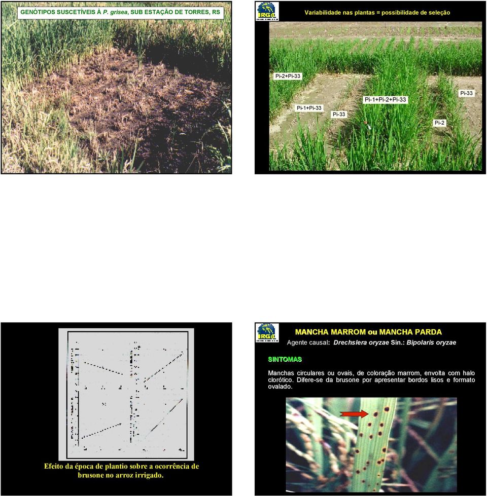 Pi-1+Pi-2+Pi-33 Pi-2 Pi-33 MANCHA MARROM ou MANCHA PARDA Agente causal: Drechslera oryzae Sin.