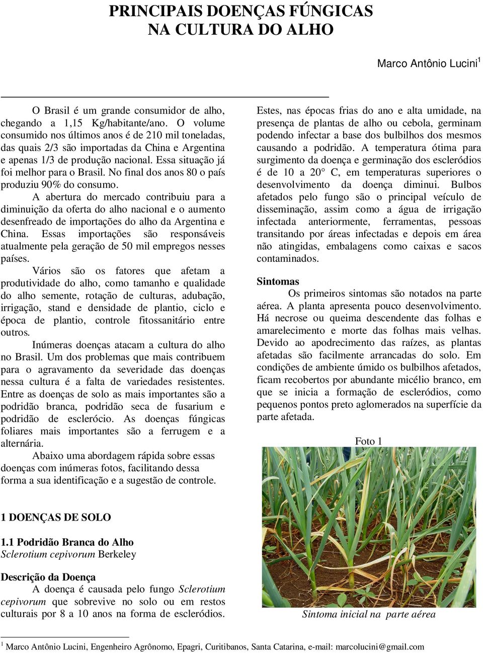 No final dos anos 80 o país produziu 90% do consumo. A abertura do mercado contribuiu para a diminuição da oferta do alho nacional e o aumento desenfreado de importações do alho da Argentina e China.