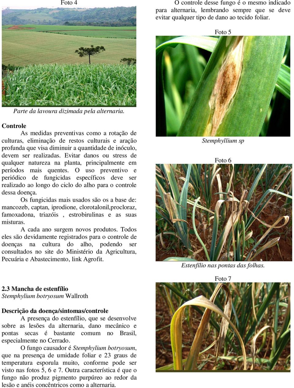 Evitar danos ou stress de qualquer natureza na planta, principalmente em períodos mais quentes.