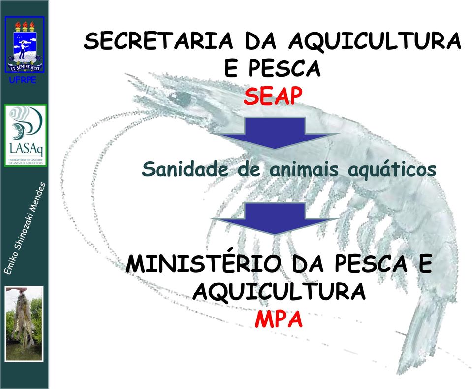 animais aquáticos