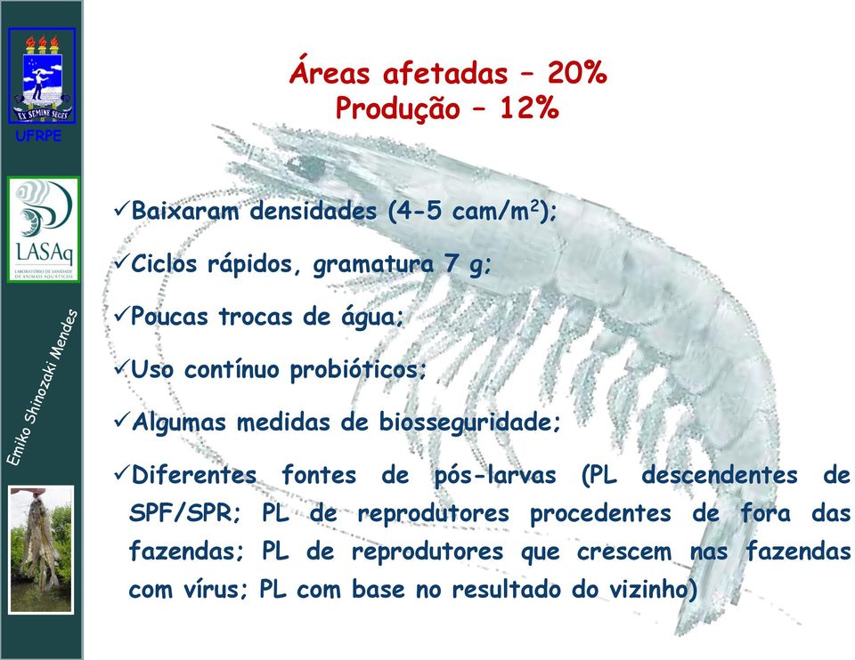 Diferentes fontes de pós-larvas (PL descendentes de SPF/SPR; PL de reprodutores procedentes de