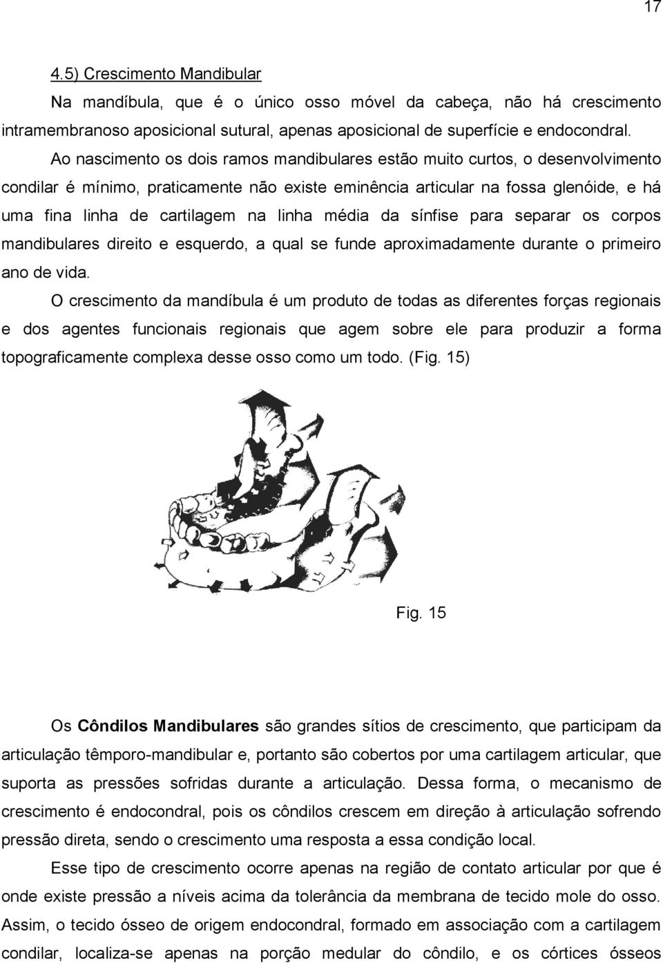 linha média da sínfise para separar os corpos mandibulares direito e esquerdo, a qual se funde aproximadamente durante o primeiro ano de vida.