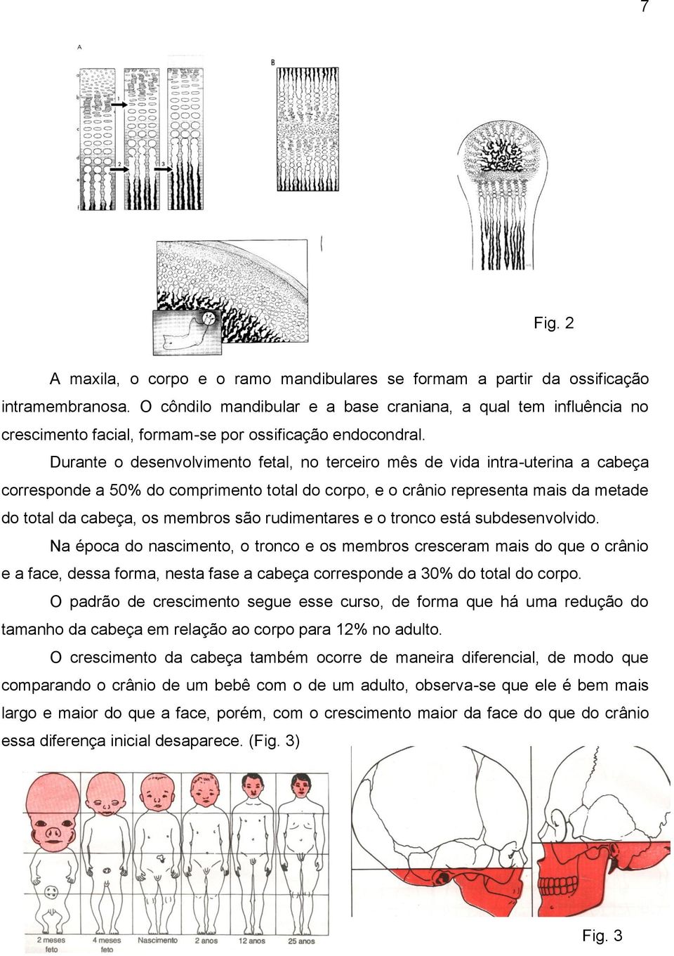 Durante o desenvolvimento fetal, no terceiro mês de vida intra-uterina a cabeça corresponde a 50% do comprimento total do corpo, e o crânio representa mais da metade do total da cabeça, os membros