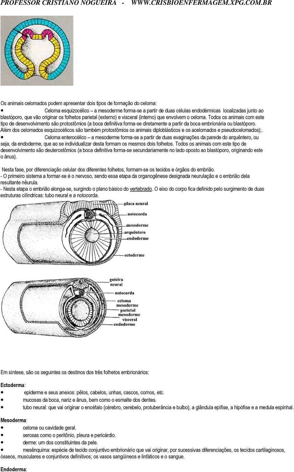 Todos os animais com este tipo de desenvolvimento são protostômios (a boca definitiva forma-se diretamente a partir da boca embrionária ou blastóporo.