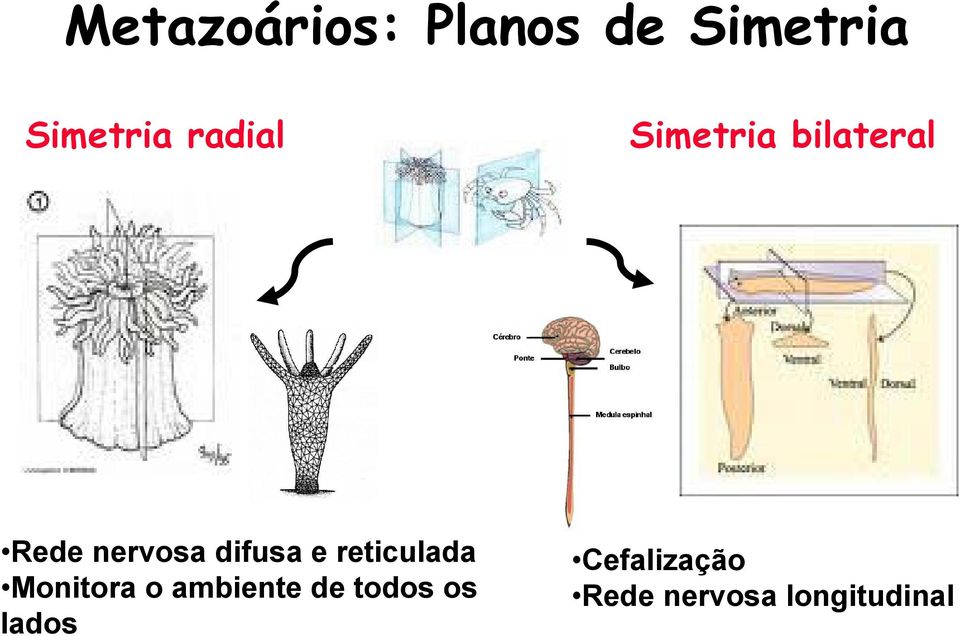 difusa e reticulada Monitora o ambiente de