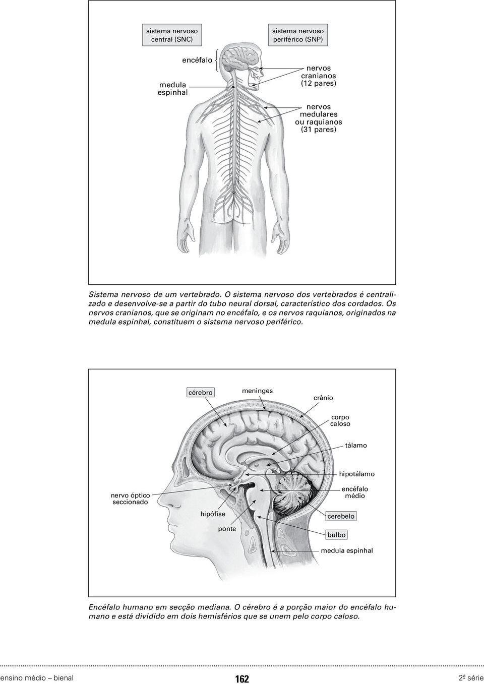 Os nervos cranianos, que se originam no encéfalo, e os nervos raquianos, originados na medula espinhal, constituem o sistema nervoso periférico.