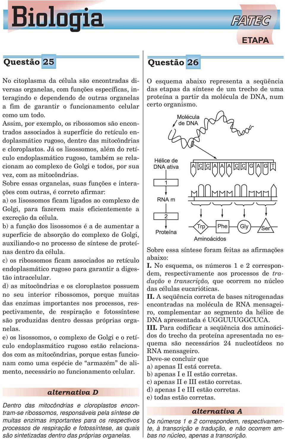 Já os lisossomos, além do retículo endoplasmático rugoso, também se relacionam ao complexo de Golgi e todos, por sua vez, com as mitocôndrias.