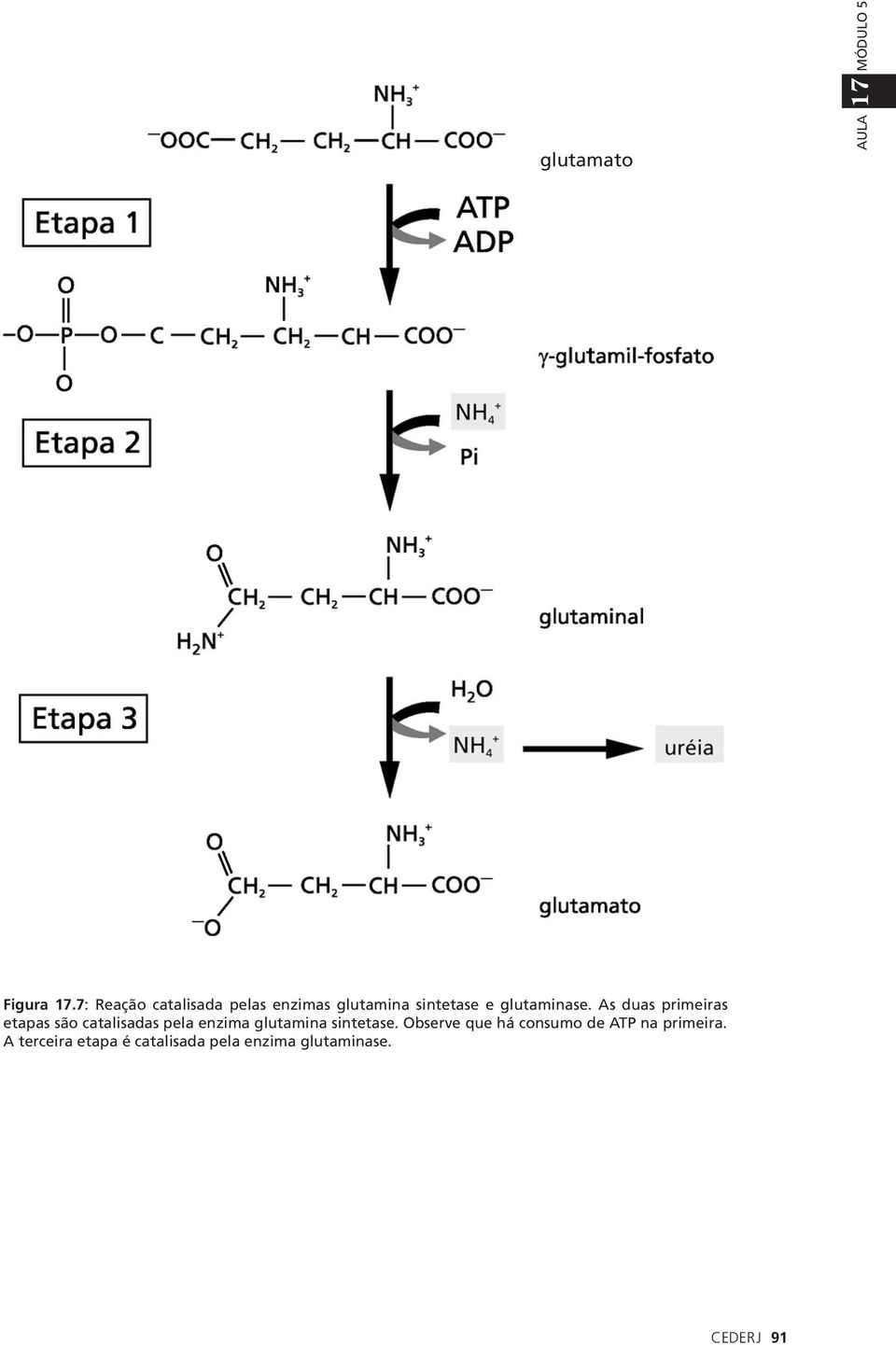 As duas primeiras etapas são catalisadas pela enzima glutamina