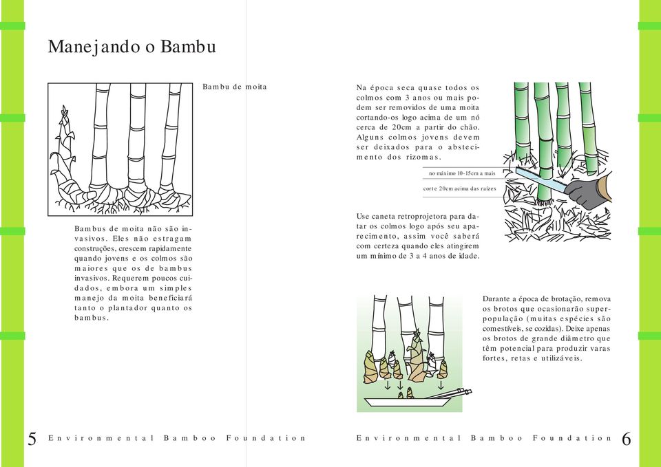 Eles não estragam construções, crescem rapidamente quando jovens e os colmos são maiores que os de bambus invasivos.