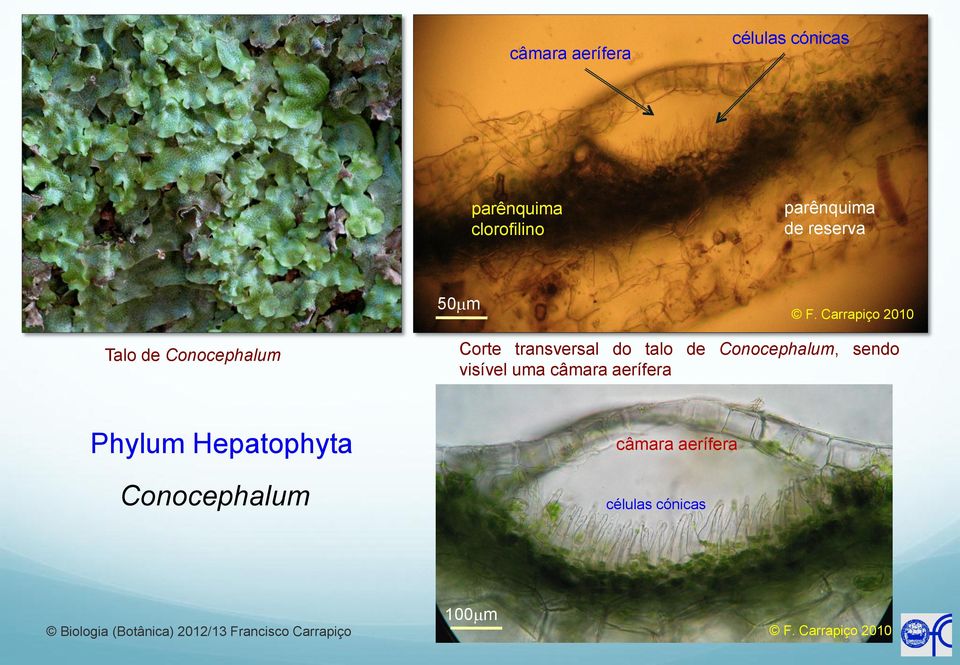 Carrapiço 2010 Talo de Conocephalum Corte transversal do talo de