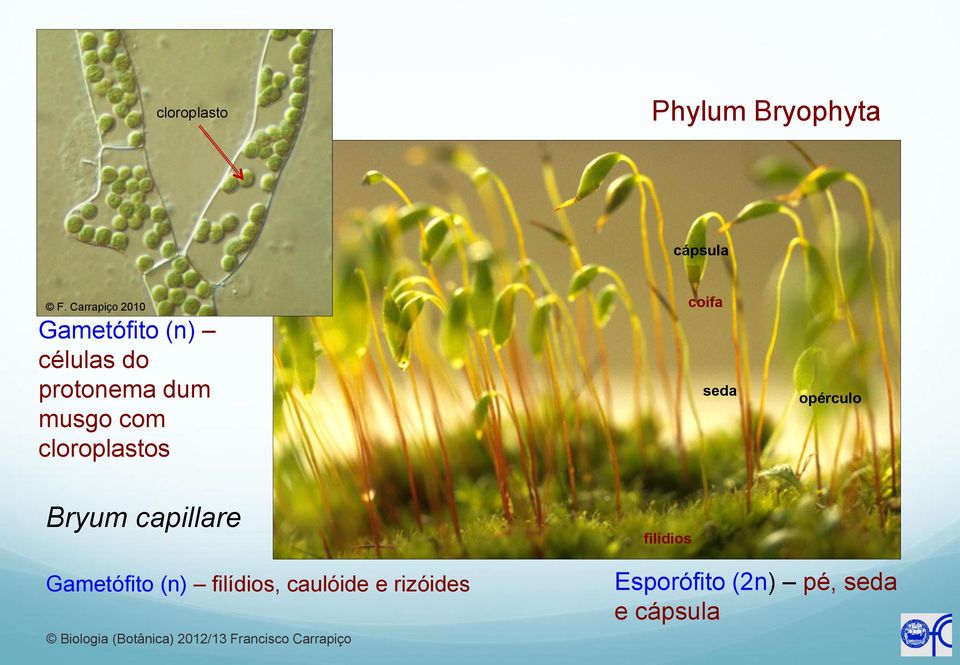 com cloroplastos coifa seda opérculo Bryum capillare