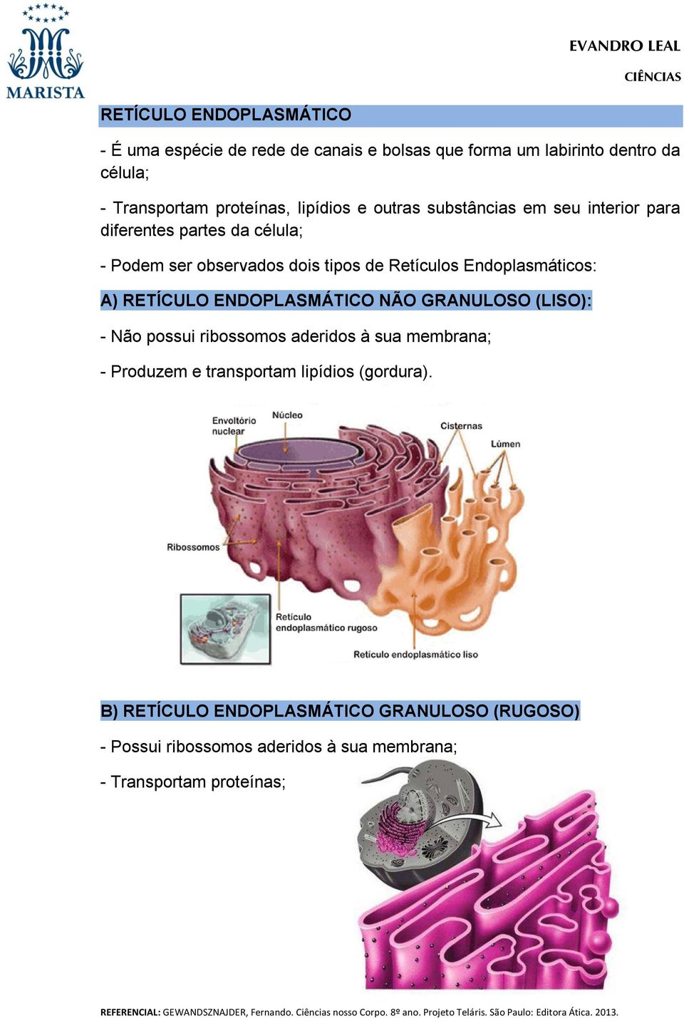 Endoplasmáticos: A) RETÍCULO ENDOPLASMÁTICO NÃO GRANULOSO (LISO): - Não possui ribossomos aderidos à sua membrana; - Produzem e