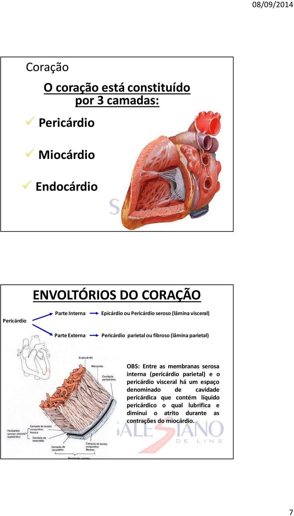 parietal) OBS: Entre as membranas serosa interna (pericárdio parietal) e o pericárdio visceral há um espaço denominado