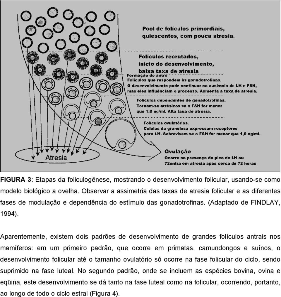 Aparentemente, existem dois padrões de desenvolvimento de grandes folículos antrais nos mamíferos: em um primeiro padrão, que ocorre em primatas, camundongos e suínos, o desenvolvimento