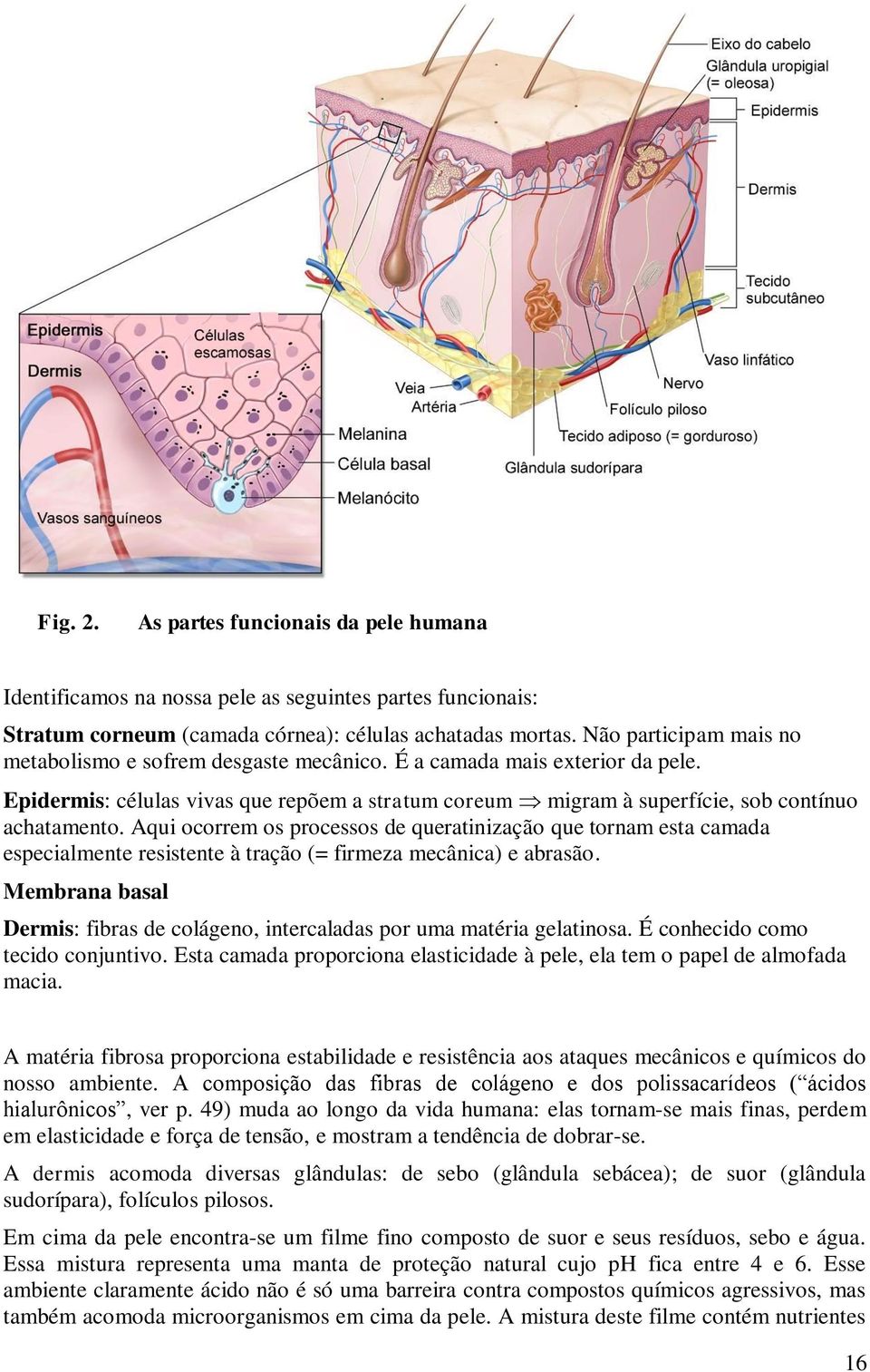 Aqui ocorrem os processos de queratinização que tornam esta camada especialmente resistente à tração (= firmeza mecânica) e abrasão.