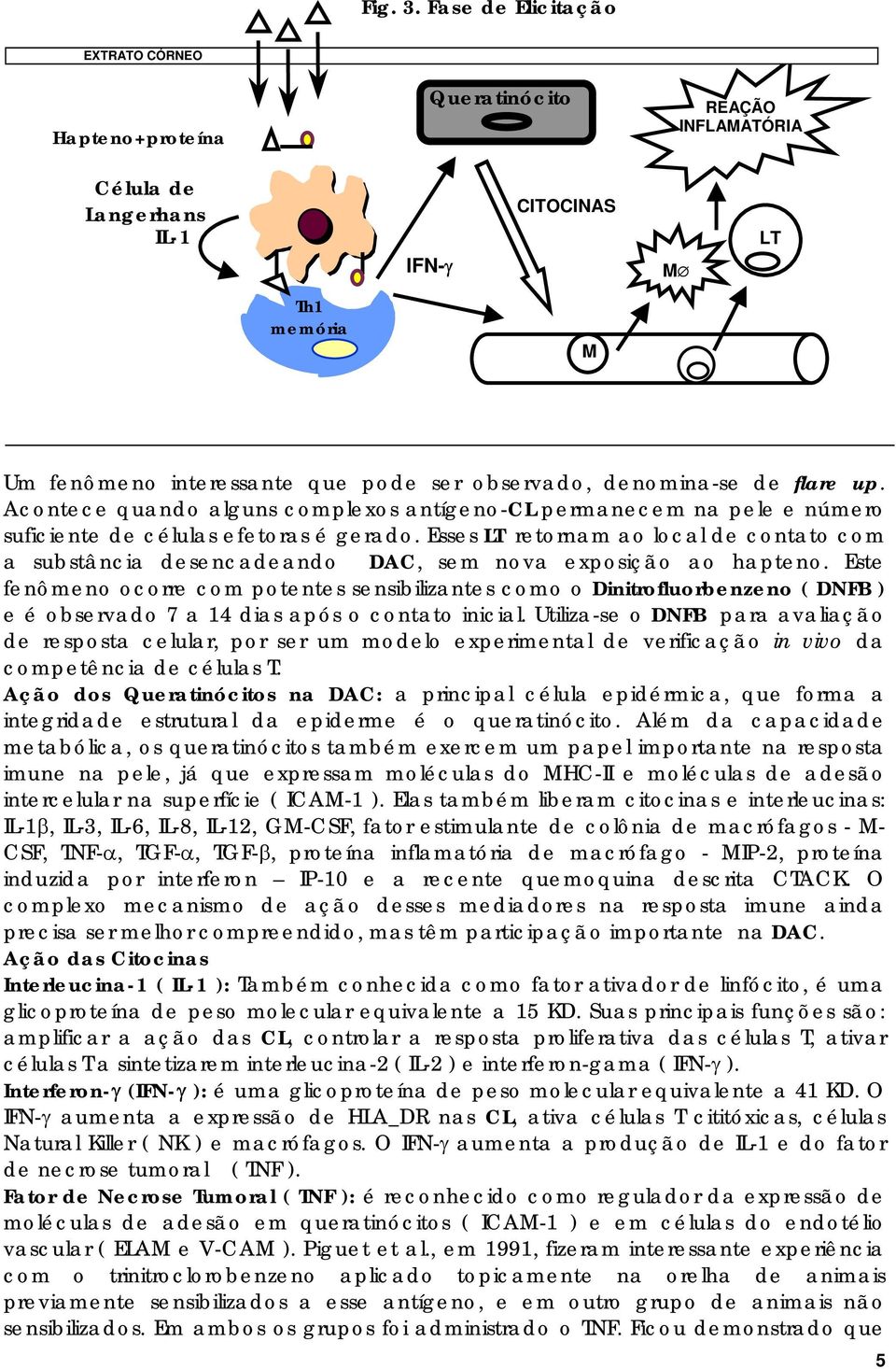 denomina-se de flare up. Acontece quando alguns complexos antígeno-cl permanecem na pele e número suficiente de células efetoras é gerado.