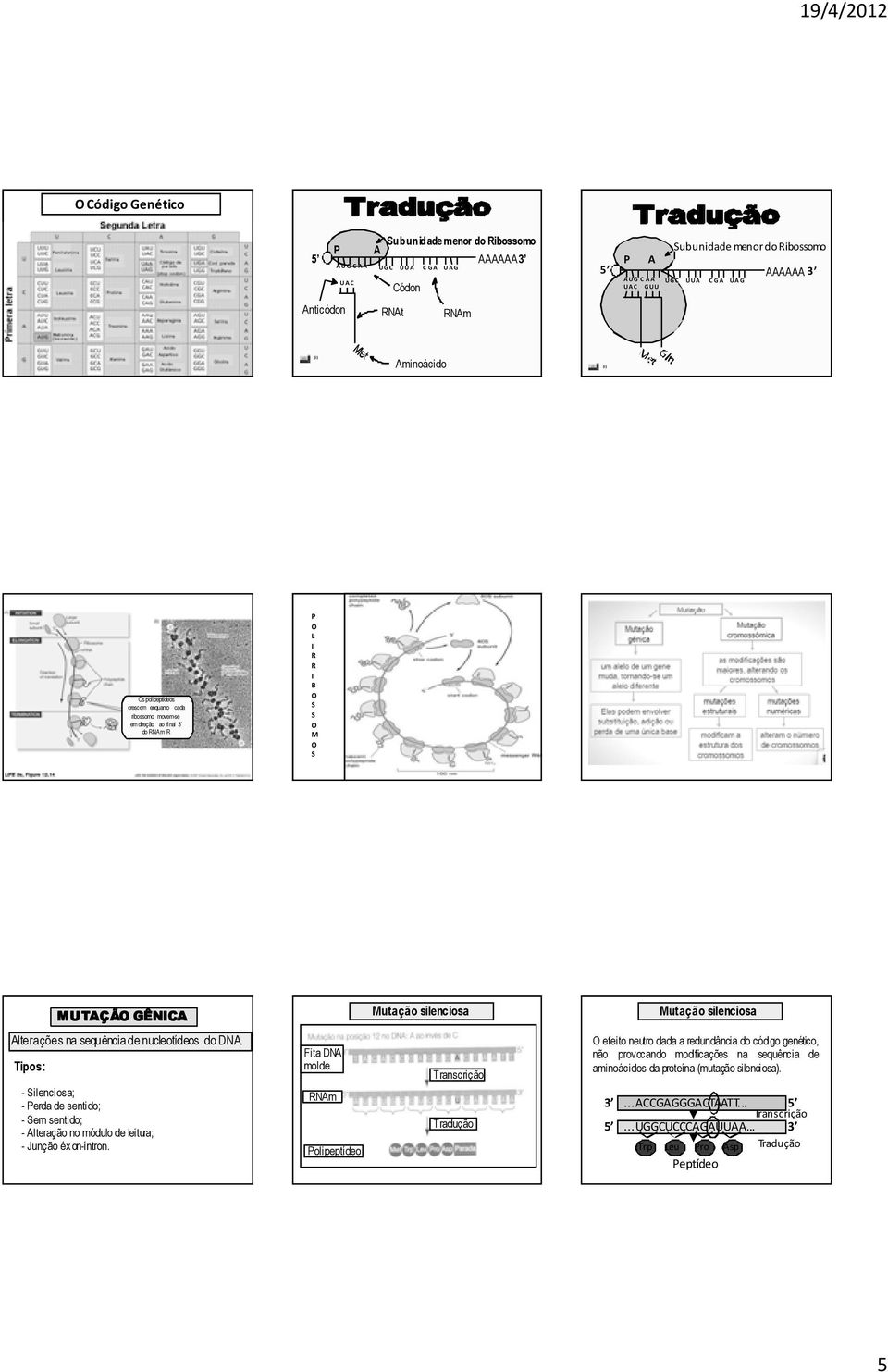 Alterações na sequência de nucleotídeos do. Tipos: - Silenciosa; - Perda de sentido; - Sem sentido; - Alteração no módulo de leitura; - Junção éxon-íntron.