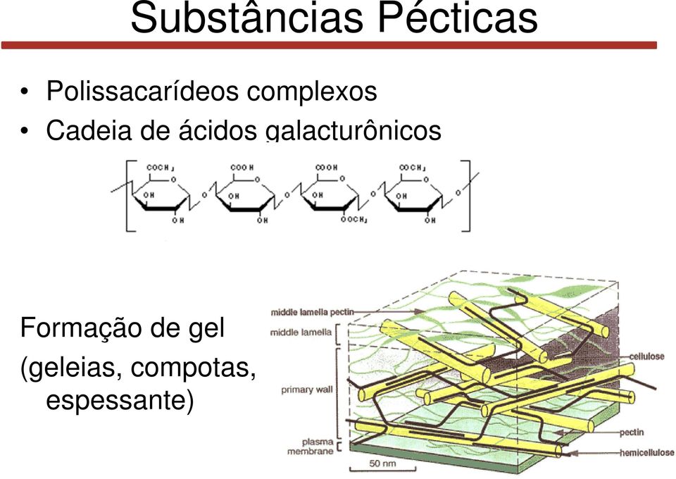 Cadeia de ácidos galacturônicos