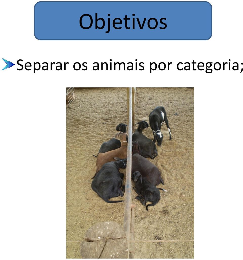 animais