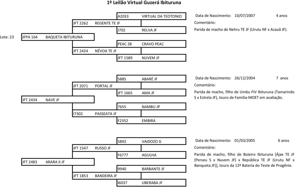 1665 AMA JF 7655 NAMBU JP Parida de macho, filho de Umbu FIV Ibituruna (Tamarindo S x Estrela JF), touro de Família-MOET em avaliação.