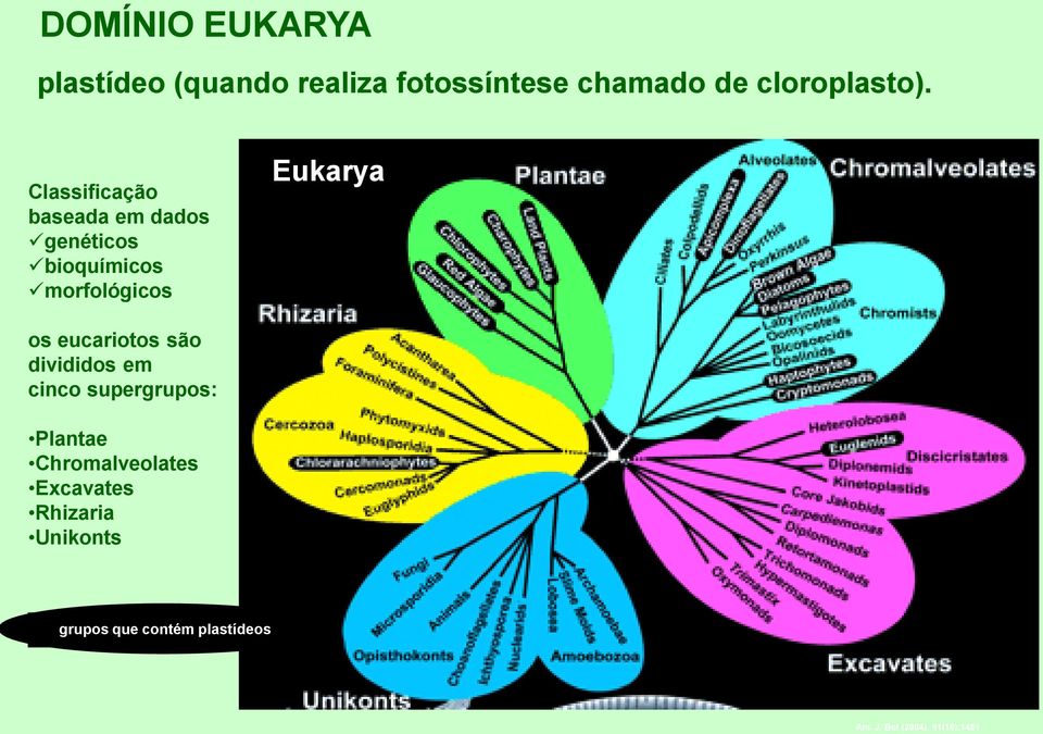 eucariotos são divididos em cinco supergrupos: Plantae Chromalveolates