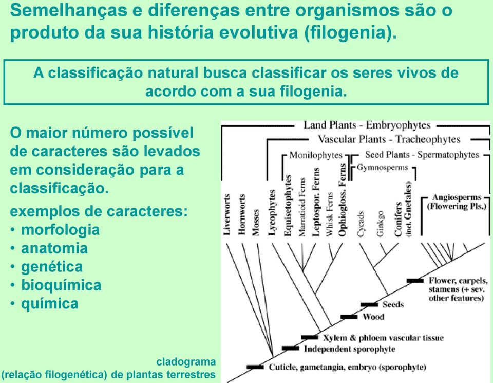 O maior número possível de caracteres são levados em consideração para a classificação.