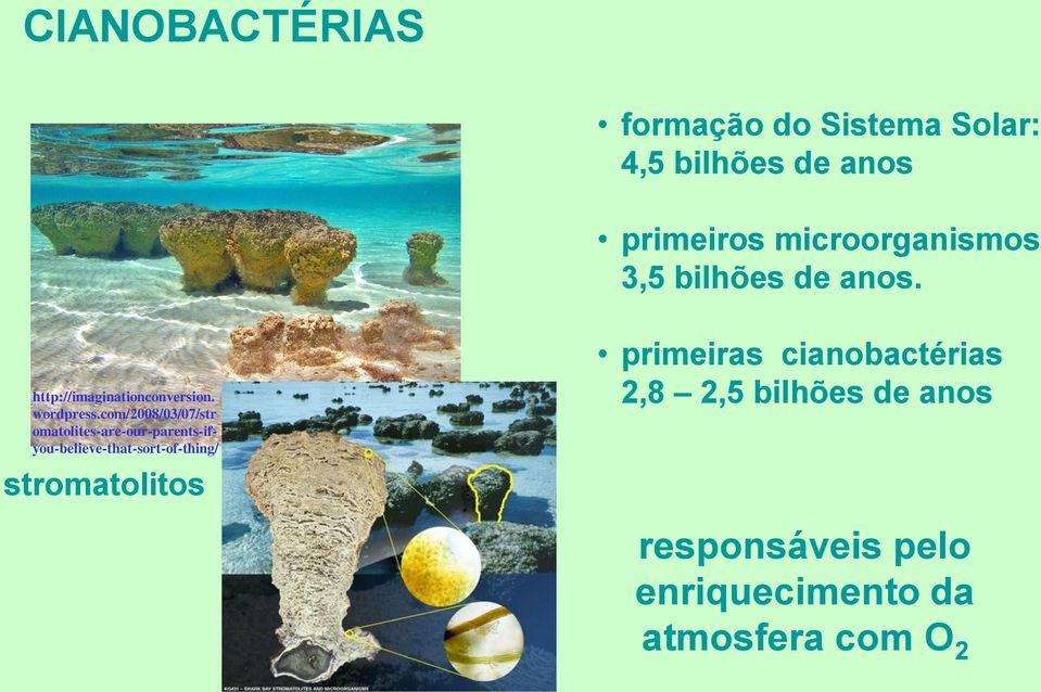 com/2008/03/07/str omatolites-are-our-parents-ifyou-believe-that-sort-of-thing/