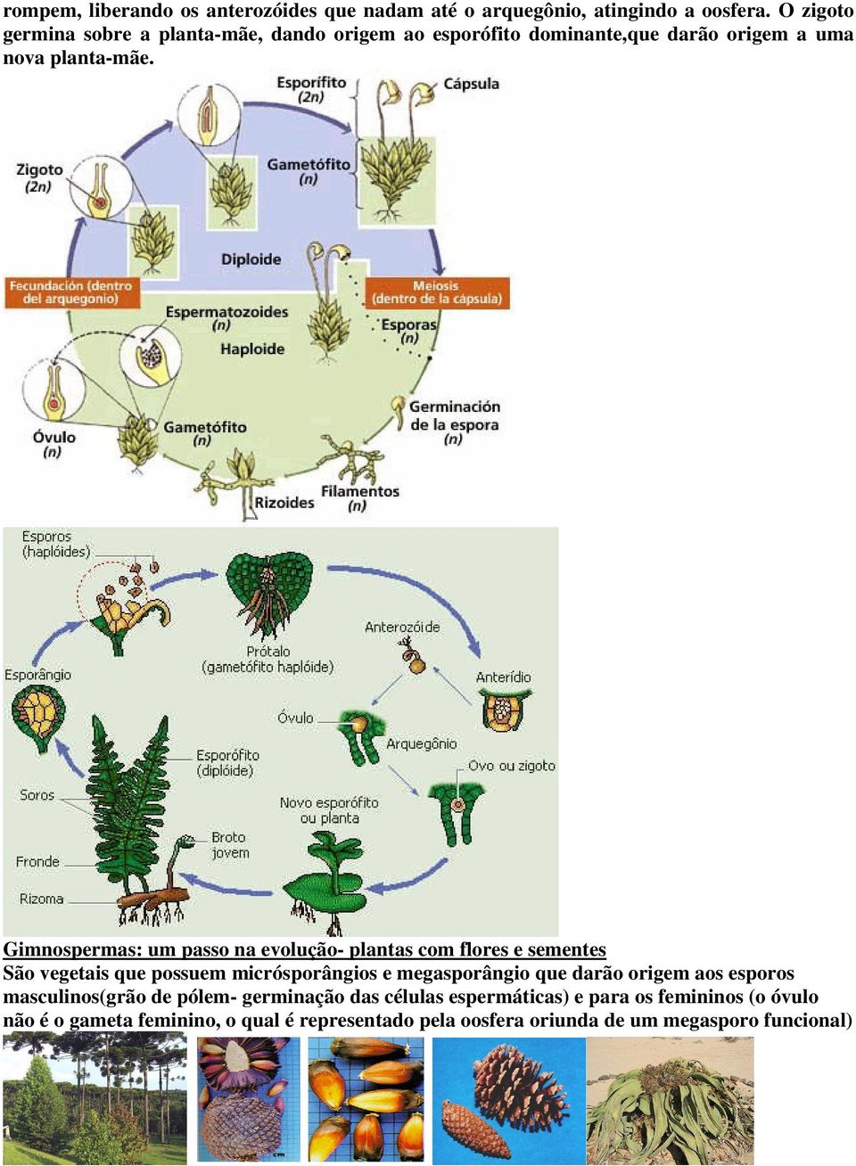 Gimnospermas: um passo na evolução- plantas com flores e sementes São vegetais que possuem micrósporângios e megasporângio que darão