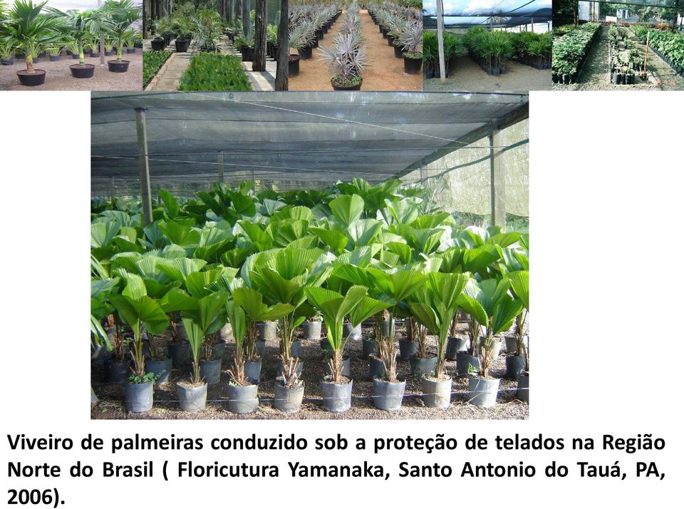 Norte do Brasil ( Floricutura