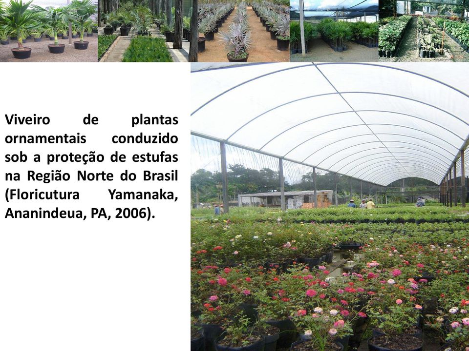 estufas na Região Norte do Brasil