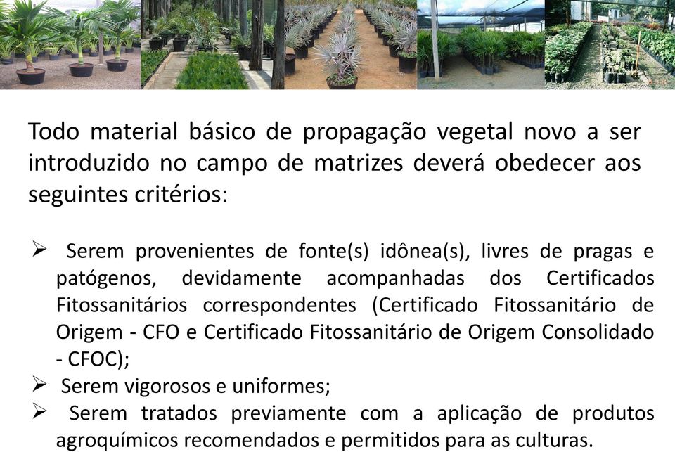 correspondentes (Certificado Fitossanitário de Origem - CFO e Certificado Fitossanitário de Origem Consolidado - CFOC); Serem