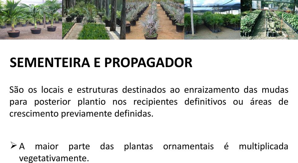 recipientes definitivos ou áreas de crescimento previamente